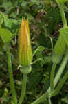 Field pumpkin